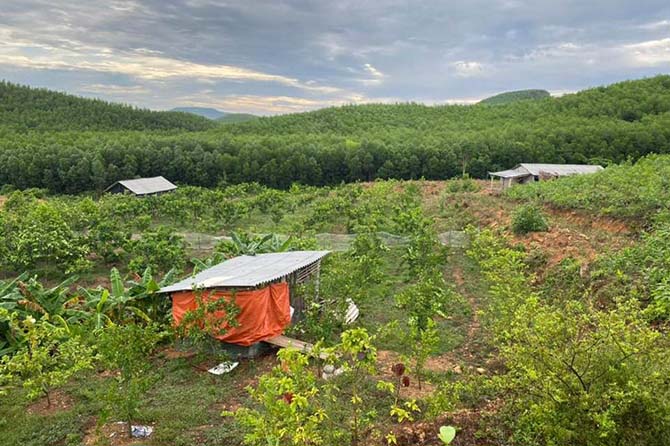 Landscape of Lien Trach commune, Bo Trach district, Quang Binh province, Viet Nam. Contrast between mixed-species planting and mono-culture plantation