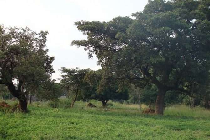 A ‘parkland’ landscape in Uganda