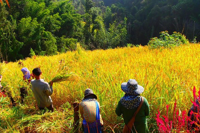 Mosaic landscape in a rotational farming area
© Nutdanai Trakansuphakon