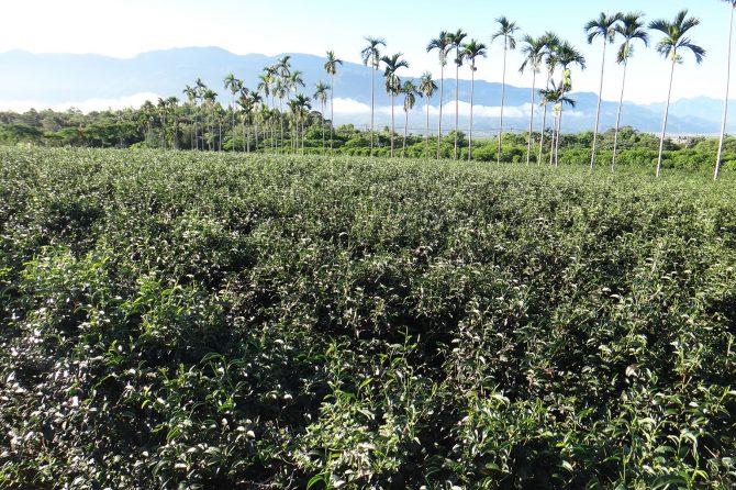 Eco-friendly tea farm