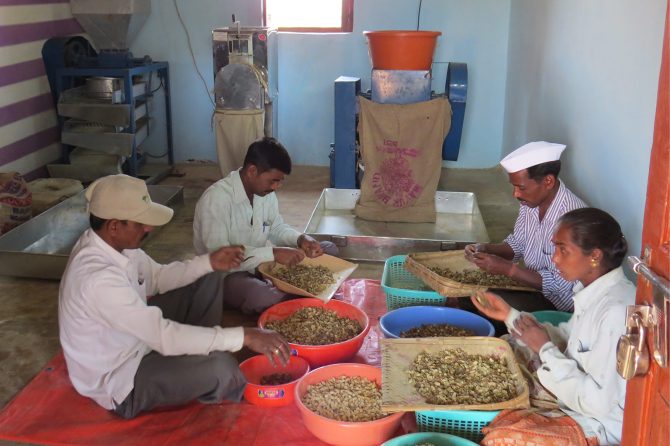 Processing of Terminalia chebula dried fruits