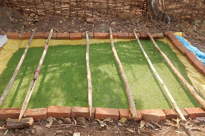 Construction of an Azolla Pit as a green fodder supplement for cattle feeding