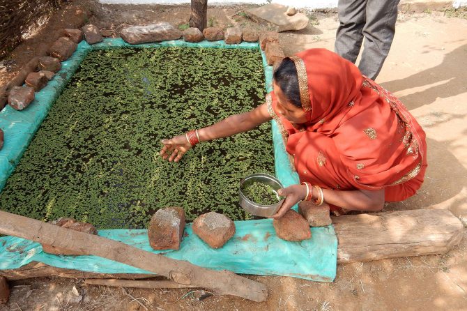 Introduction of fodder techniques at the household level