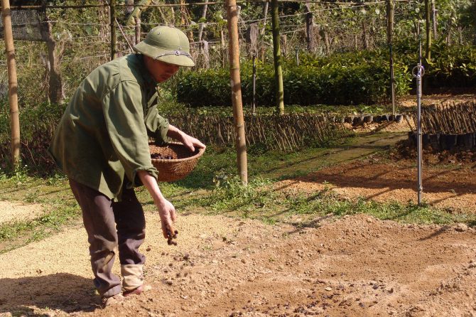 Seed sewing in tree nursery beds