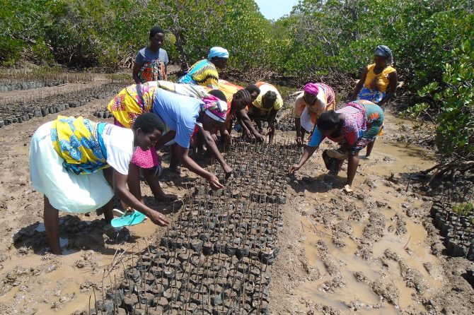 Women setting up a mangrove nursery