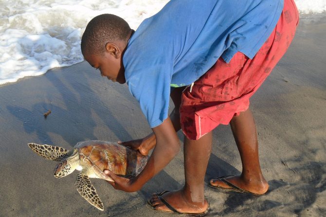 Bycatch turtle release programme