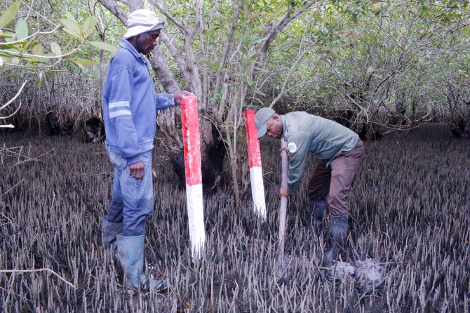 Construction of an Azolla Pit as a green fodder supplement for cattle feeding