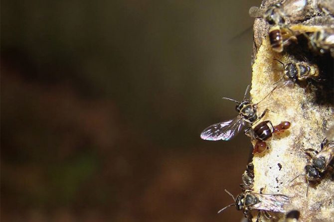 Stingless bee approaching beehive