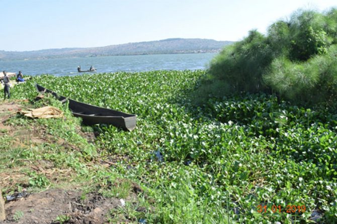 Rocko landing site: Water Hyacinth
weed has sealed off most landing
sites on Lake Victoria