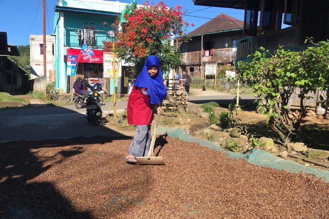 A female smallholder dries the coffee cherries in her yard