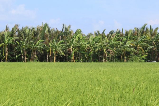 Socio-ecological landscape of Alitas with rice field, nipa plantations and mangrove forest