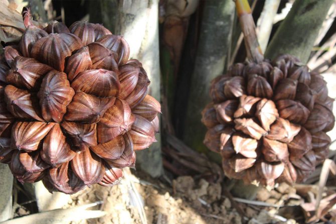 A local livelihood, Nipa florescence, where the sweet sap is collected for wine and sugar production