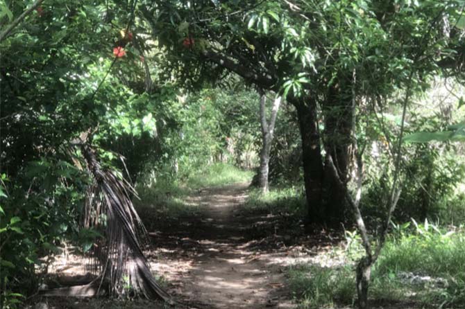 Forests home to biodiversity