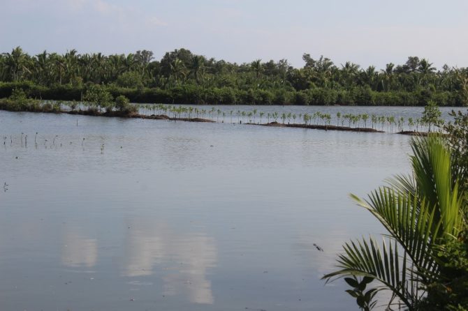 An abandoned mangrove fishpond rehabilitated by Alitas Farmers’ Association (AFA) with propagules from their mangrove nursery