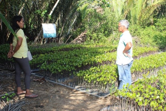 Mangrove nursery of Alitas Farmers’ Association (AFA)