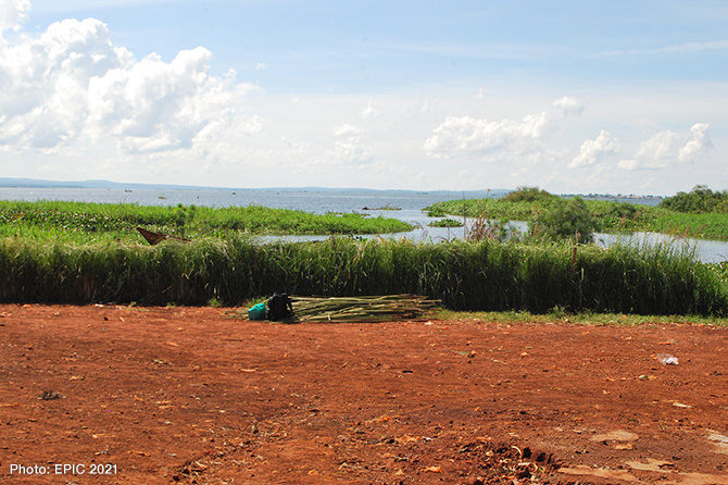 Nature Based Technology: Vetiver grass hedge controls the flow of sediment and pollution in Lake Victoria at Wanyange landing site in Uganda