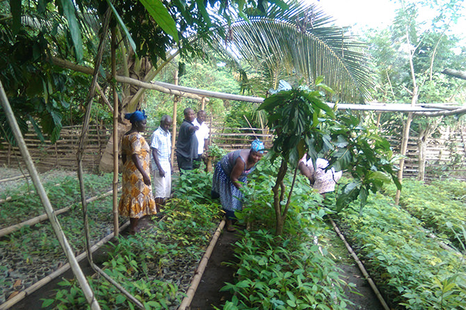 Farmers working in the established nursery