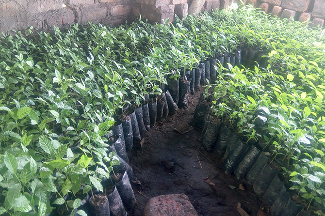 Tree seedlings prepared to plant in the project site