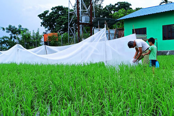 Releasing fish into paddy fields