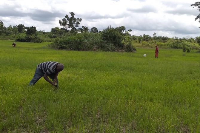 Manual control of weeds by local farmers replacing from the chemical use