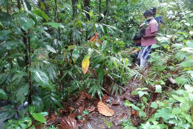 Kandyan Forest home gardens in Kandy district where diverse species are grown