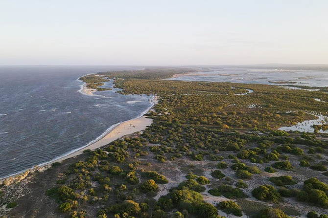 Mangrove forests in Marereni, Kilifi County, Kenya