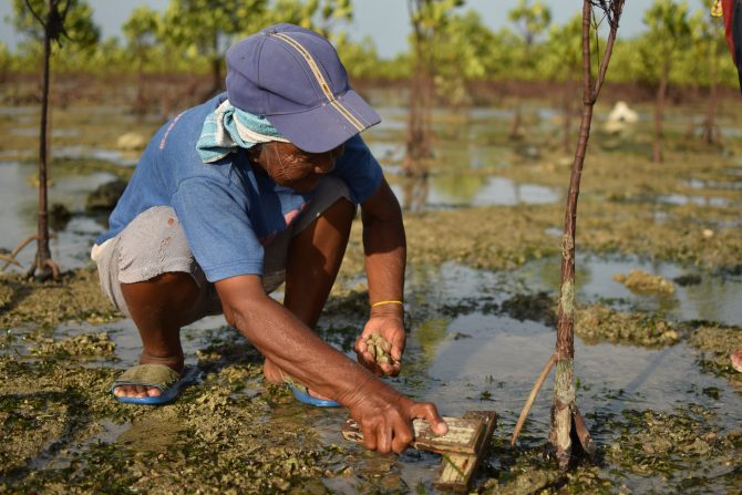 A woman using a small rake to gather shells to eat in a Seagrass and Mangrove intertidal ecosystem in Baler, Aurora