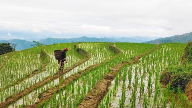 Paddy fields on Red Dao villager terraces in Sai Duan village