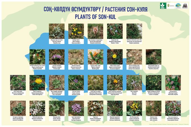 Plants of Son Kul Lake