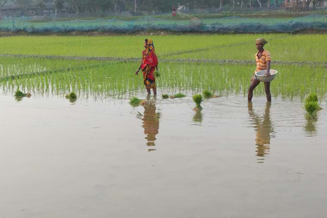 In a paddy field in the project area, both men and woman partake in the laborious task of transplanting paddy rice seedlings