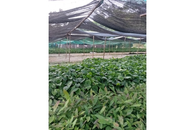 Nursery in Sơn Kim 1 commune with seedlings of two local native species: ‘Thiên niên kiện’ (plant in background, a herbal species) and ‘Cồng’ (plant in foreground, a timber species)