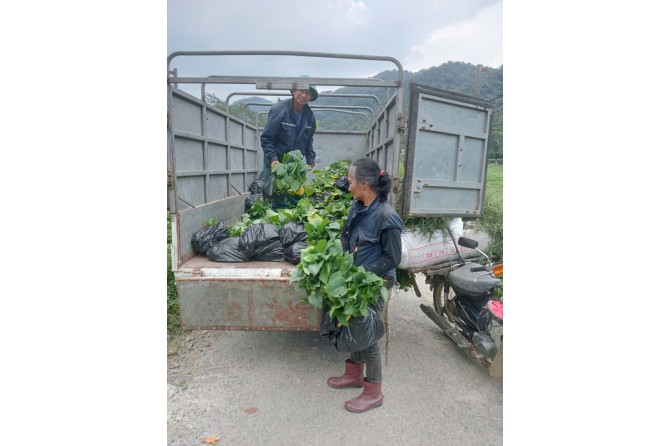 Villagers in Sơn Kim 1 commune receiving ‘Thiên niên kiện’ seedlings for further scaled planting