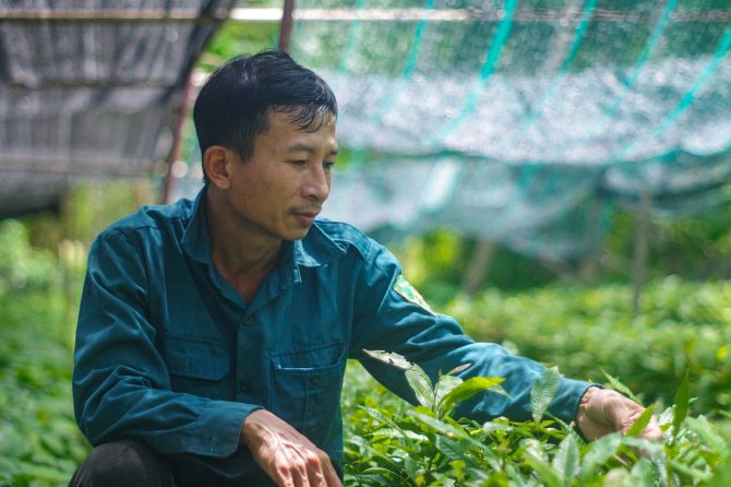 Nguyễn Tiến Hồ, nursery manager at Sơn Kim 1 commune