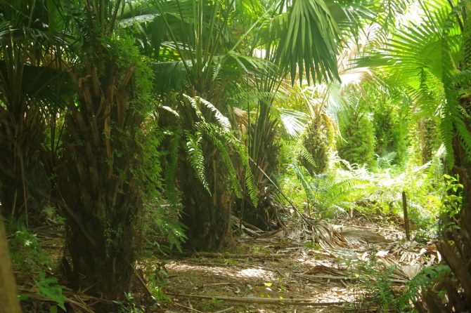 Palm trees on Phạm Hữu Tình’s farmland, one of the pilot farms, where transitioning was conducted