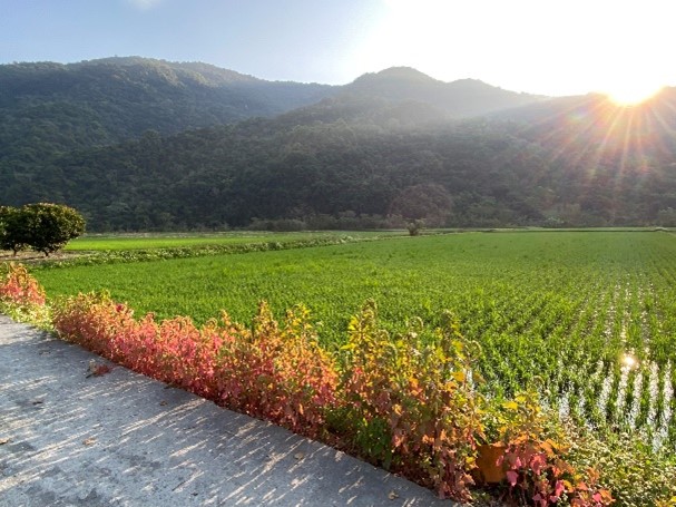 Red quinoa was planted on the ridges of the rice fields