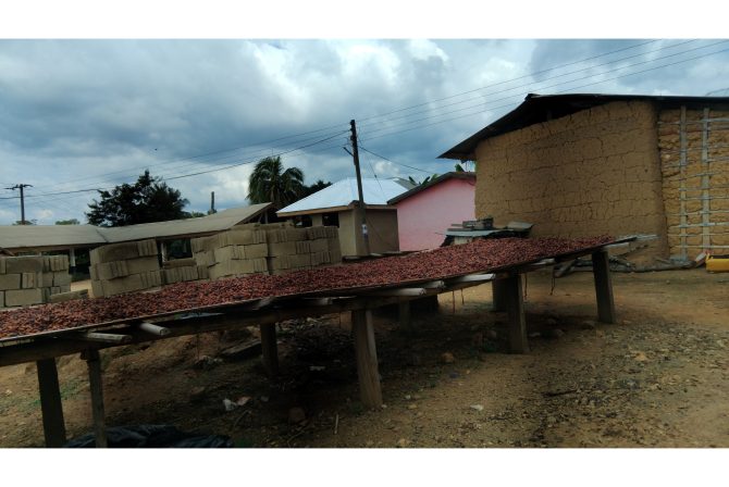 Drying of Cocoa seeds