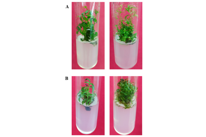 Multiple shoots developed from A. Toddalia asiatica and B. Hedyotis sps.