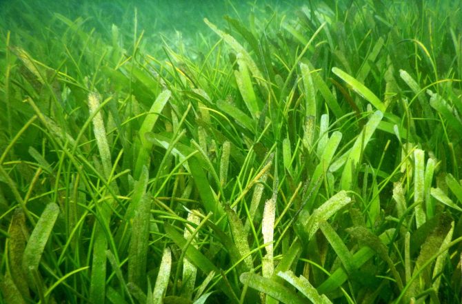 Halodule uninervis, one of the primary and extensively distributed seagrass-bed species in the inter-tidal region of the Gulf of Mannar