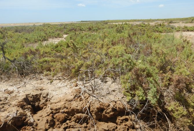 Gulf of Mannar Marine Natural Reserve: A view of the ground halophytic flora