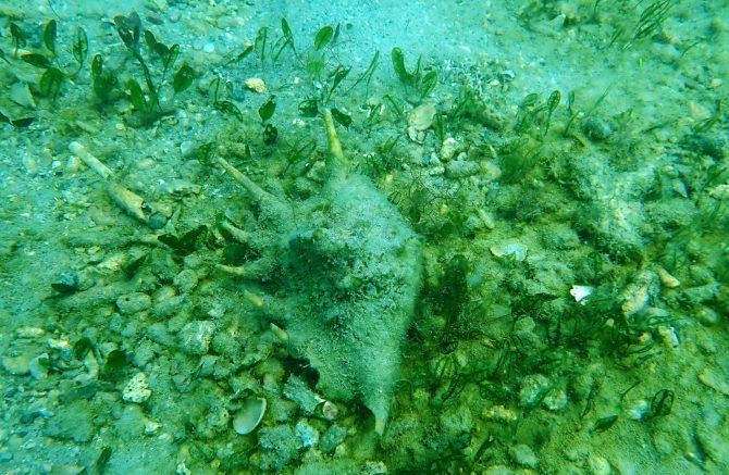 A typical Molluscan habitat of the Gulf of Mannar National Park