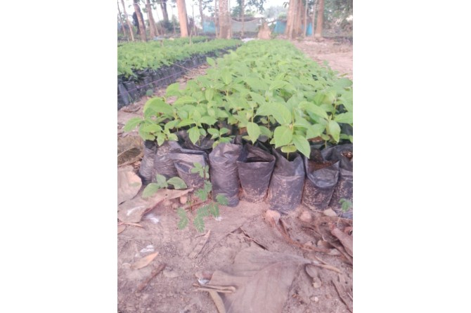 Obuoho community Nursery