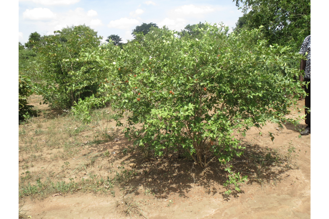 A fruiting Carissa edulis plant on farmland under fallow.