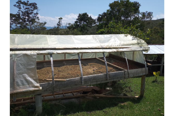 Artisanal coffee drying in the Dagua River Basin: a traditional practice that supports sustainable livelihoods while preserving cultural heritage