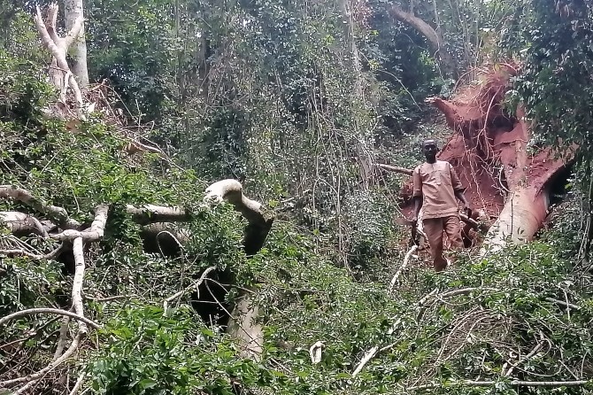 Degradation of the Houédozoun Sacred Forest due to natural phenomena (windthrows)