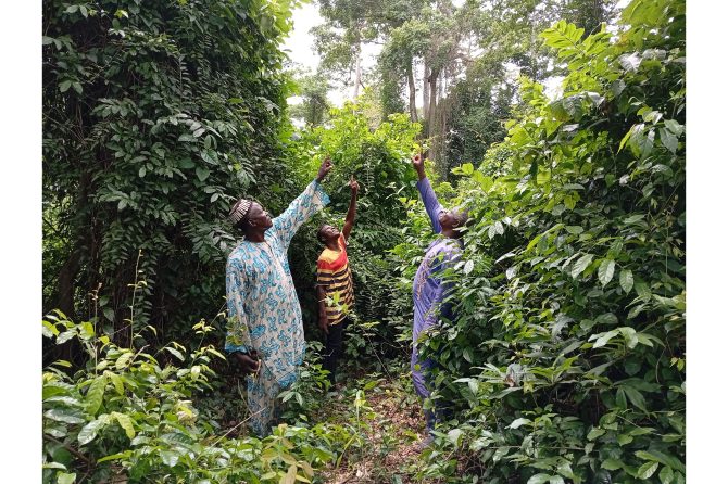 Identification of canopy gaps by the managers of Hounzoun Sacred Forest