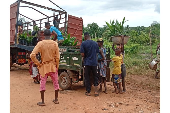 Loading of oil palm seedlings at the nursery sites