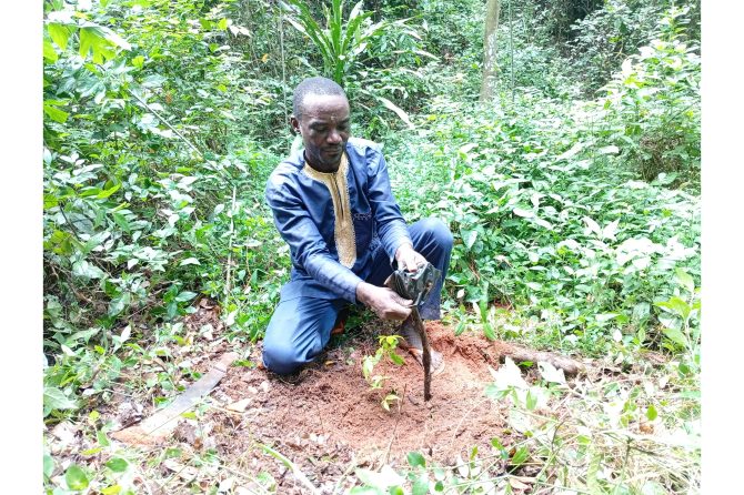 Planting of a Ceiba pentandra seedling in a canopy gap of Houédozoun Sacred Forest