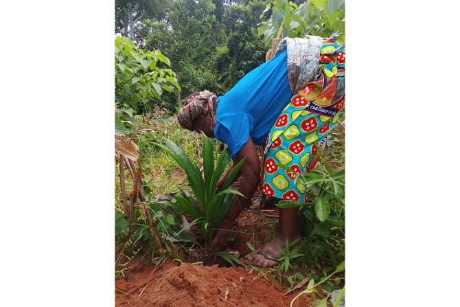 Planting operation of oil palm seedlings by the managers of the Houédozoun Sacred Forest
