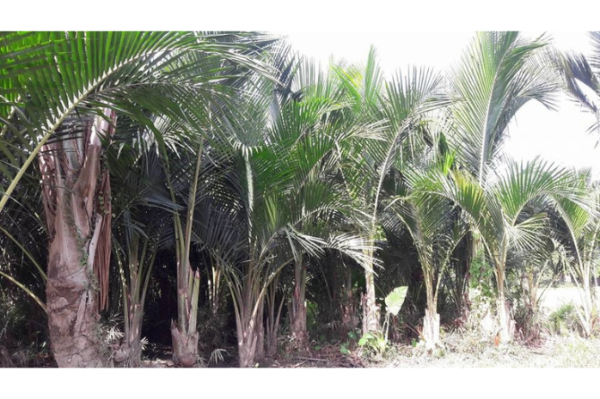 Sago palm in Butuan City used for harvesting of leaves thatch