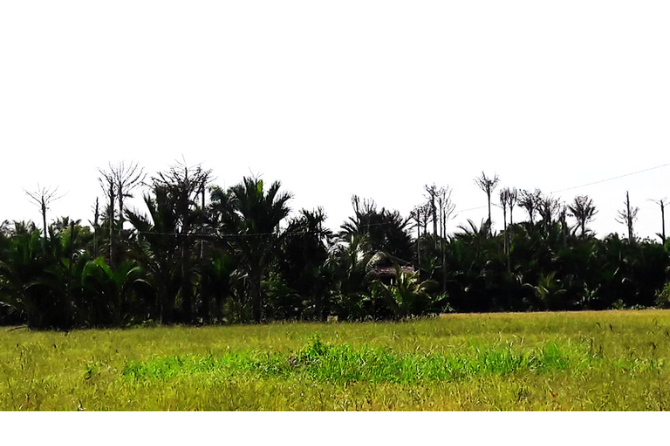 Sago palms in a cluster growing in sago swamp near the Agusan River in Butuan City